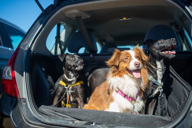 Vacaciones con Mascotas: Cómo Viajar con tu Perro y los Mejores Destinos